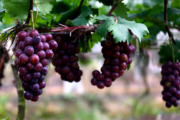 葡萄的好处有哪些 吃葡萄该注意什么