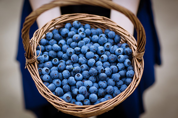 蓝莓的功效与作用禁忌