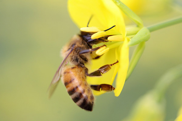 蜂子蛰了怎样消肿止痒-养生法典