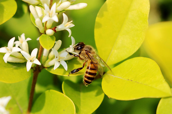蜂子蛰了怎样消肿止痒-养生法典