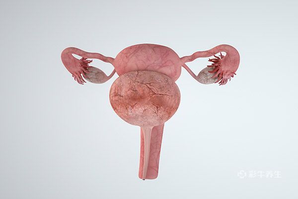 卵巢功能不好怎么调理改善-养生法典
