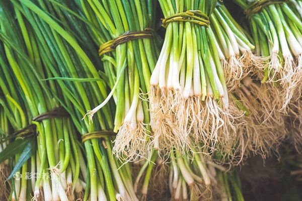 野葱的功效与作用野葱的药用价值