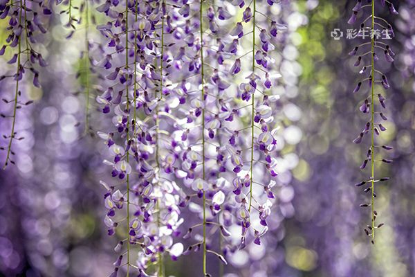 紫藤花可以吃吗