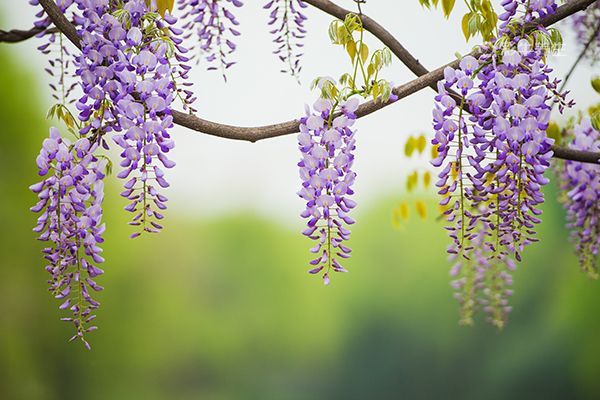 紫藤花可以吃吗