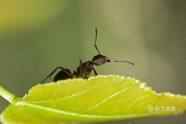黑蚂蚁泡酒有什么功效