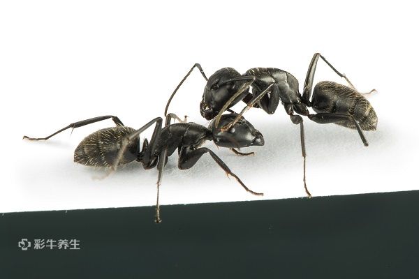 黑蚂蚁泡酒有什么功效
