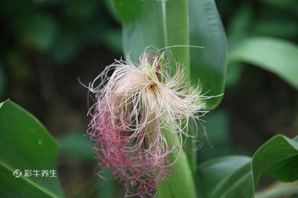 玉米须正确泡水喝