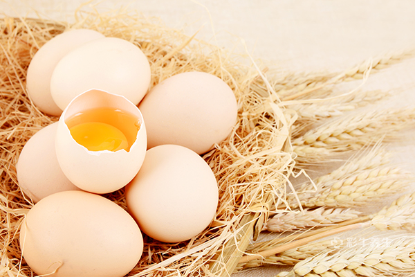 胆固醇高能吃鸡蛋吗