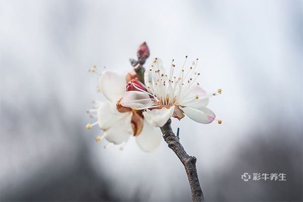 白梅花和玫瑰花泡水喝可以消结节吗