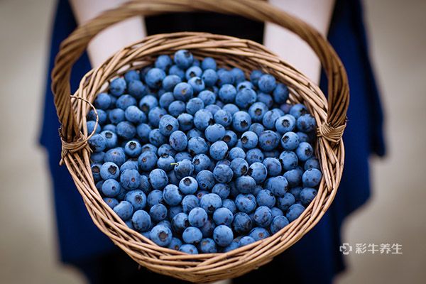 蓝莓的功效与作用吃法