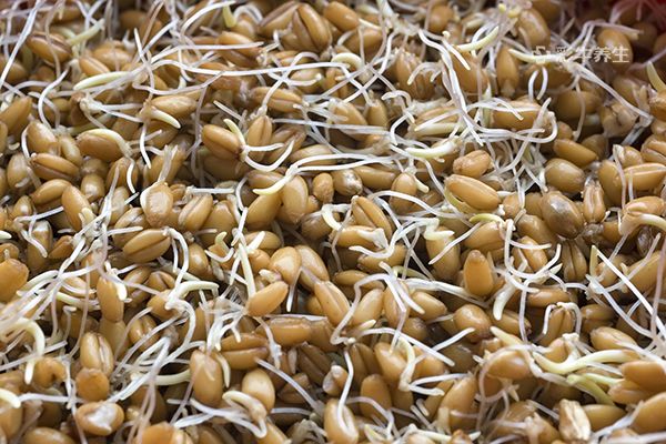 小麦胚芽的功效与作用及食用方法