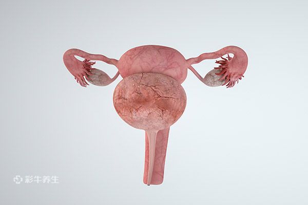 月经期间吃什么预防子宫肌瘤