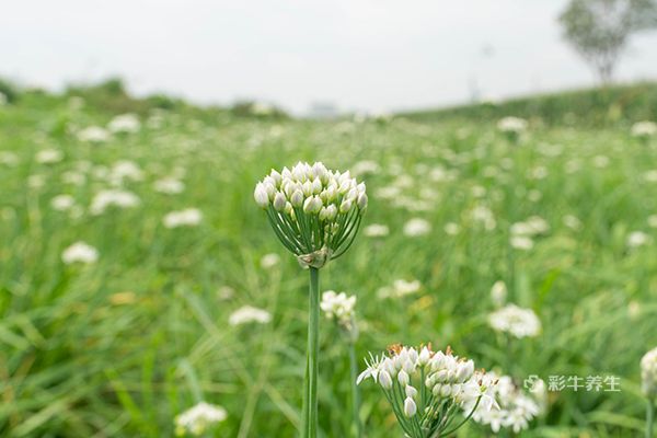 韭菜花的功效与禁忌