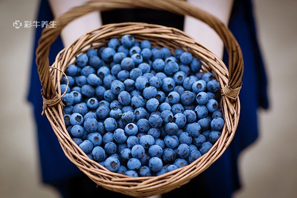 蓝莓是什么季节的水果