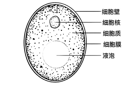 酵母菌结构图