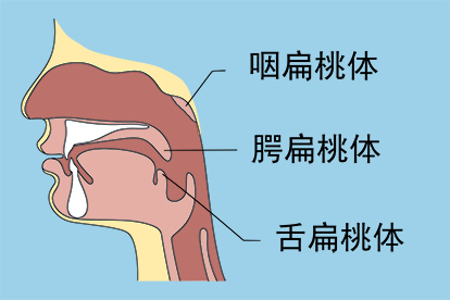 扁桃体侧面形状图