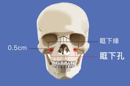 眶下孔解剖图