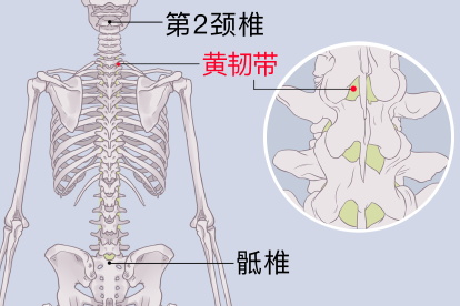 黄韧带位置图片