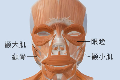 颧小肌和颧大肌的位置图