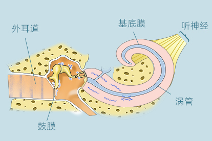 耳蜗基底膜模式图