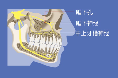 眶下孔解剖图