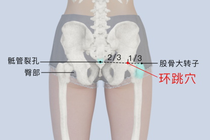 环跳穴位置图