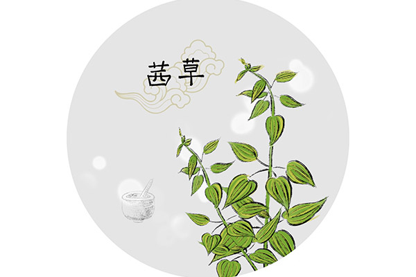 茜草图片大全(茜草图片大全 功效)