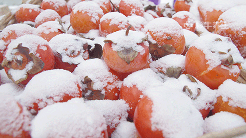 北凉柿子图片