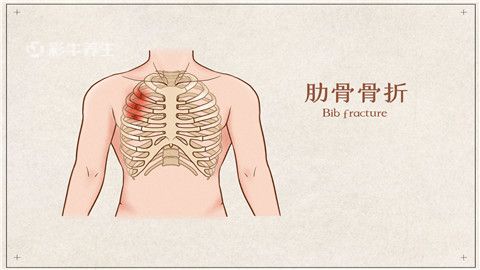 骨的两侧,路体壁向展面弯曲;另一端呈游肉状态或连于胸部中央的胸骨上