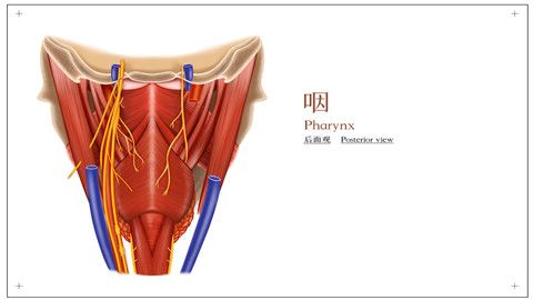 颅咽管瘤解剖位置图片