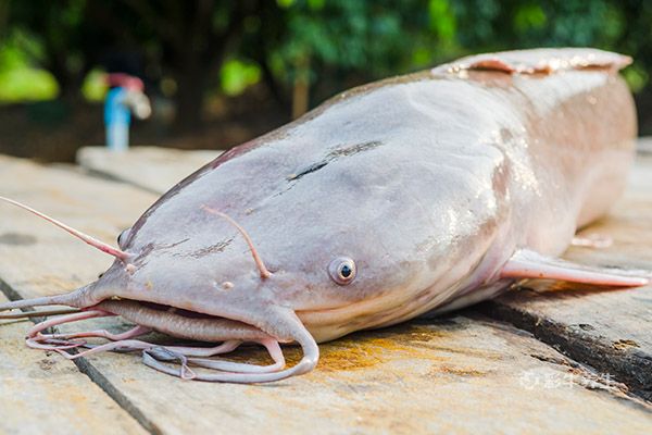 清江魚和鯰魚的區別如何區分清江魚和鯰魚