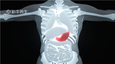 人体胃窦的位置图图片