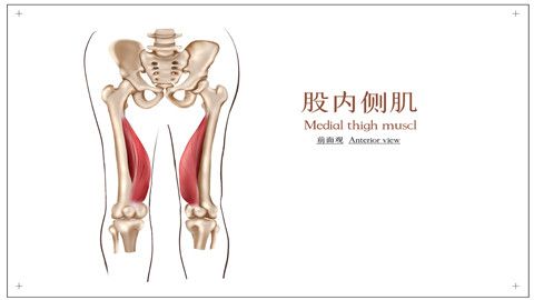 大腿肌肉疼痛是什么原因引起的