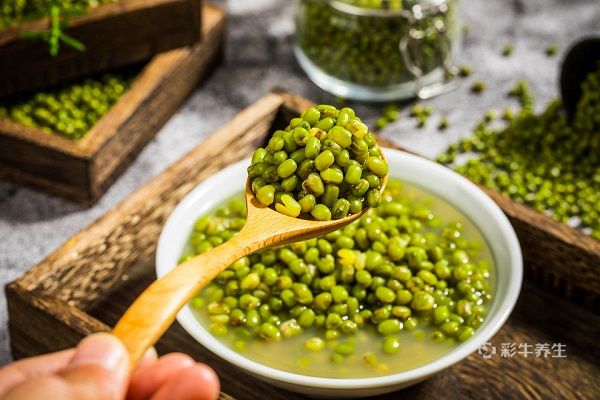 彩牛养生 养生常识 食疗养生 正文绿豆汤含有丰富的生物碱和香豆素