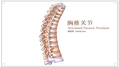 胸椎側彎如何糾正