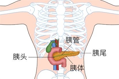 胰腺解剖图示意图