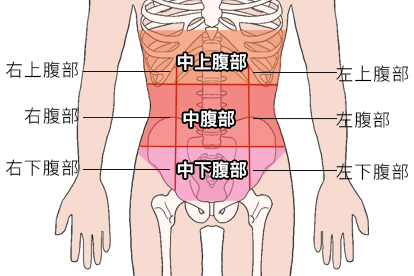 腹腔图片位置示意图图片