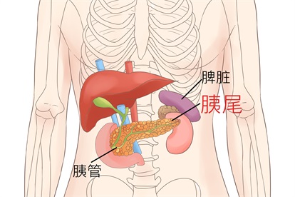 胰腺位于中腹部