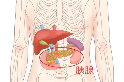 男人胰腺位置图片图片