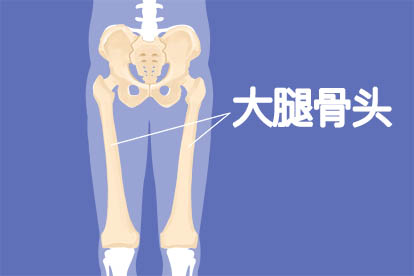 大腿骨头结构图