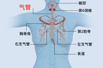 气管位置图片