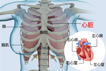 心脏的位置图