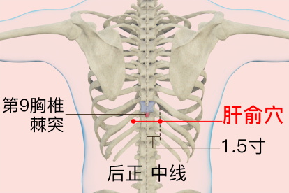 肝区对应后背位置图图片