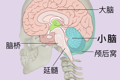 小脑在头部的位置图片图片