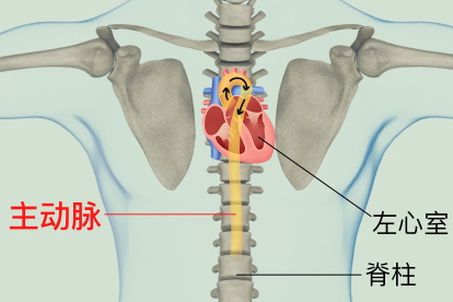 大动脉位置图片