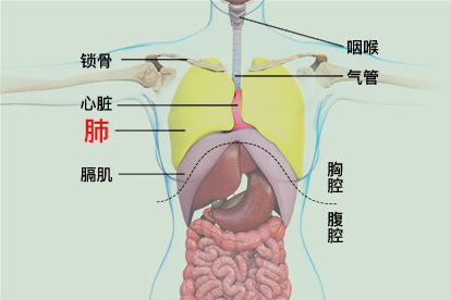 胸和肺部的位置图图片