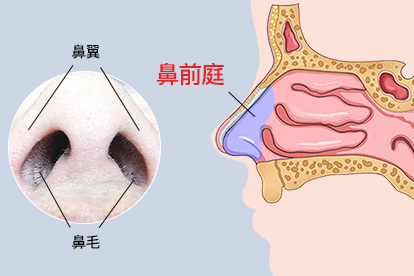 鼻前庭图片