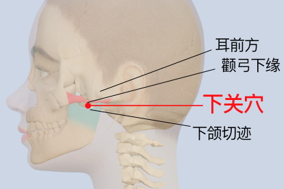 颞下颌关节热敷位置图图片