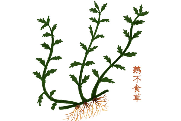 鹅不食草别名石胡荽,是一种野生植物,冬秋二季采摘,既可以鲜用也可以